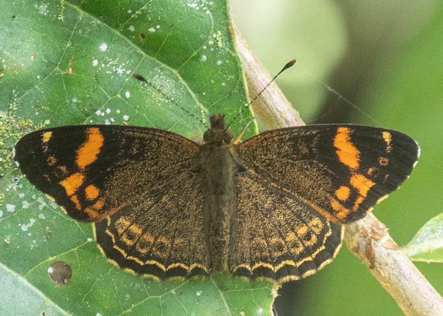 The butterfly Telenassa delphia trimaculata photographed in Topo,,Ecuador