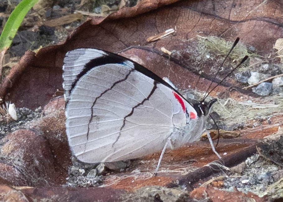 The butterfly Perisama bomplandii photographed in Topo,,Ecuador