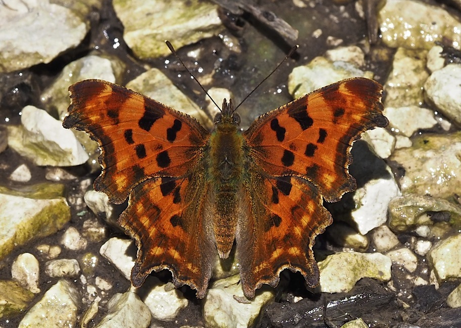 The butterfly Polygonia c-album photographed in Hills above Kislovodsk,Russia