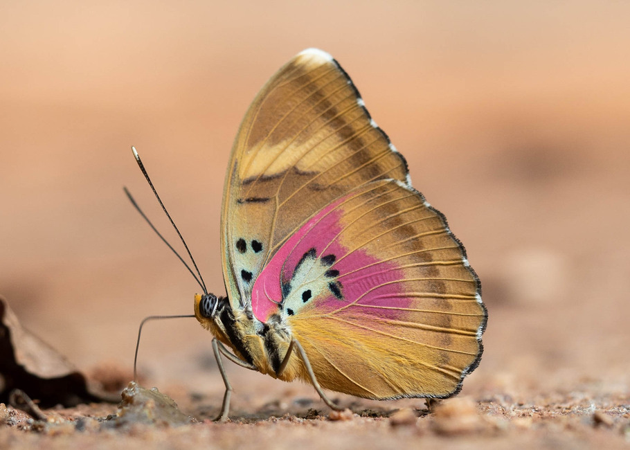 The butterfly Euphaedra diffusa  albocoerulea photographed in Bobiri Butterfly Sanctuary,Ghana
