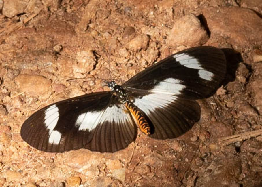The butterfly Bematistes epaea photographed in Bobiri Butterfly Sanctuary,Ghana