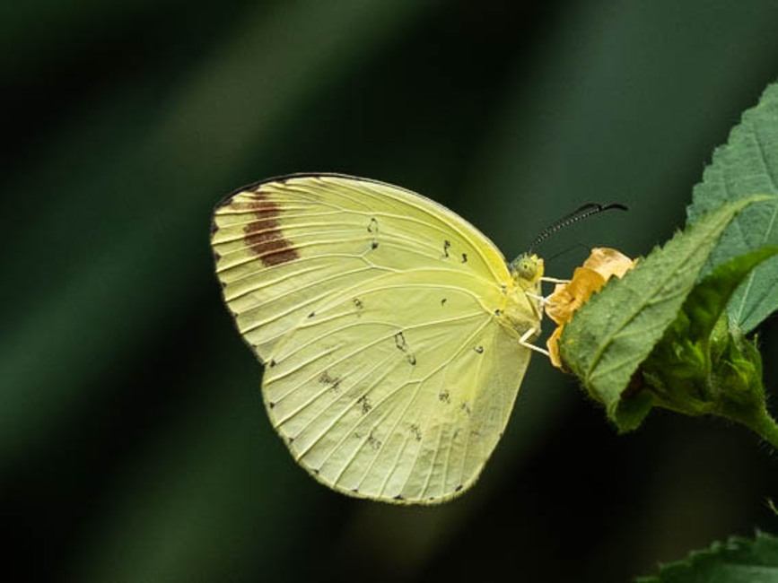 The butterfly Eurema hecabe solifera photographed in Bobiri Butterfly Sanctuary,Ghana