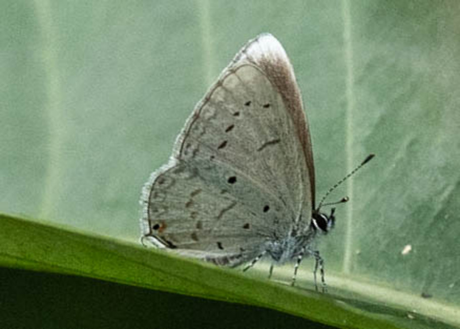 The butterfly Eicochrysops hippocrates photographed in Nkima Forest Lodge,Uganda