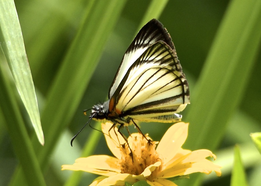 The butterfly Heliopetes alana photographed in Platanillo,Costa Rica