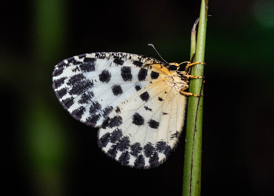 The butterfly Pentila camerunica photographed in Ebogo, Nyong River,Cameroon