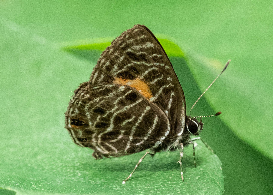 The butterfly Neurellipes lusones photographed in Ebogo, Nyong River,Cameroon