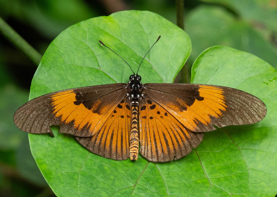 The butterfly Bematistes excisa photographed in Ebogo,Cameroon