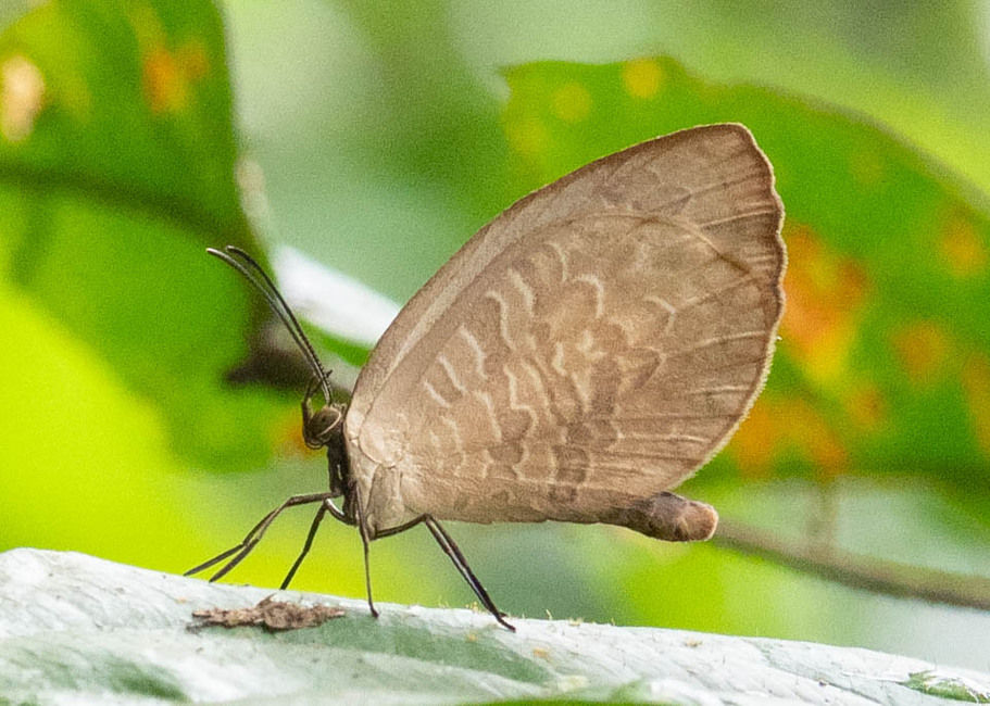 The butterfly Megalopalpus angulosus photographed in Mengueme trail, Ebogo,Cameroon