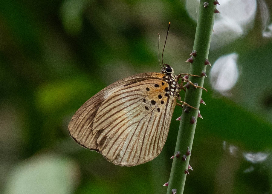 The butterfly Aethiopana honorius honorius photographed in Mengueme trail, Ebogo,Cameroon