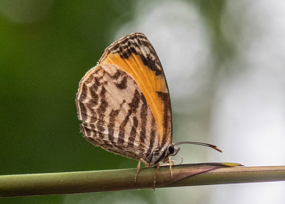 The butterfly Liptena flavicans flavicans photographed in Mengueme trail, Ebogo,Cameroon