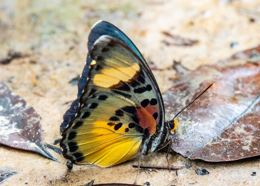 The butterfly Euphaedra sardetta photographed in Mengueme trail, Ebogo,Cameroon