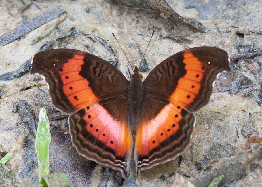 The butterfly Precis milonia milonia photographed in Mengueme trail, Ebogo,Cameroon