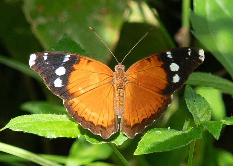 The butterfly Euriphene atossa photographed in Mengueme trail, Ebogo,Cameroon