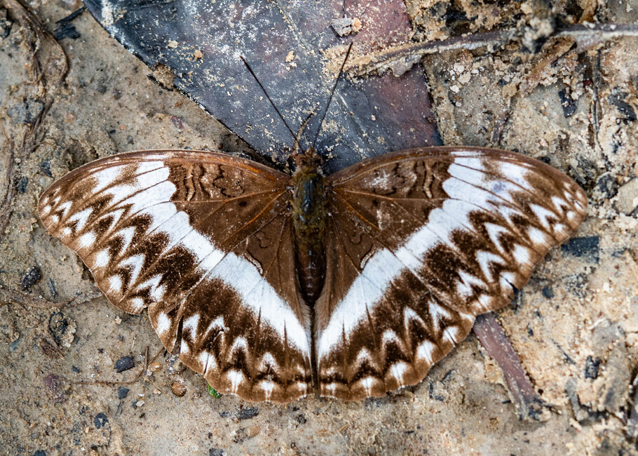 The butterfly Cymothoe jodutta ciceronis photographed in Mengueme trail, Ebogo,Cameroon