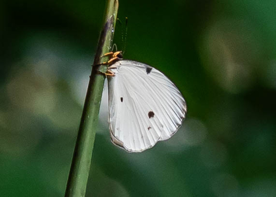 The butterfly Larinopoda photographed in Mengueme trail, Ebogo,Cameroon