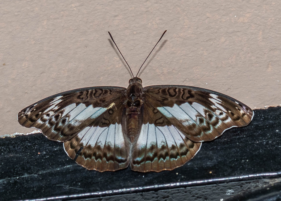 The butterfly Euryphura isuka photographed in Yaounde,Cameroon