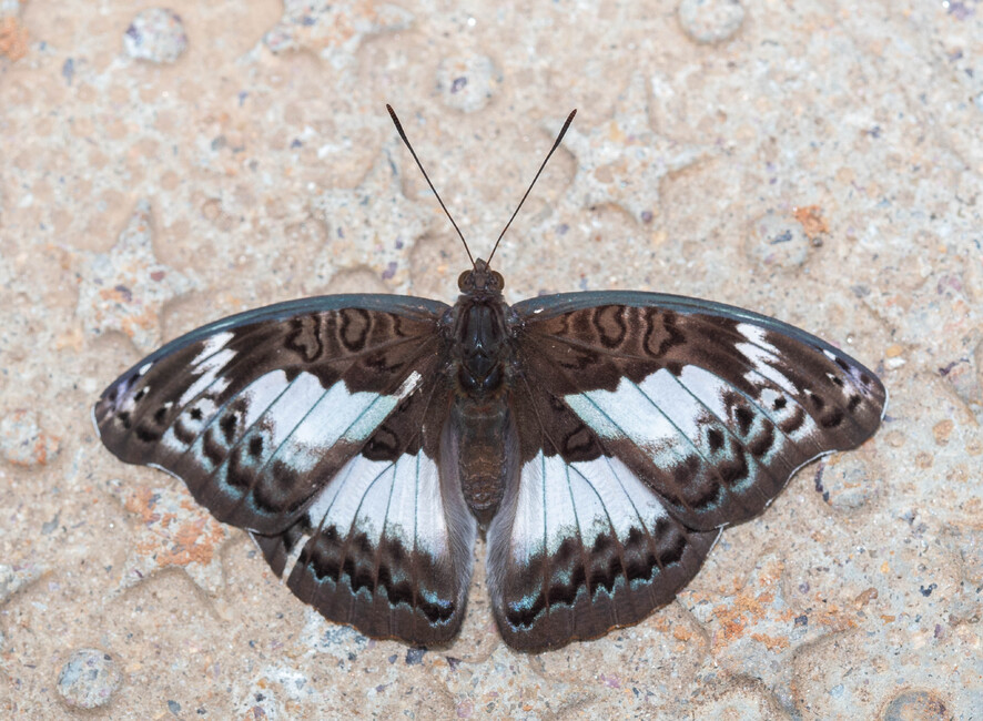The butterfly Euryphura isuka photographed in Yaounde,Cameroon