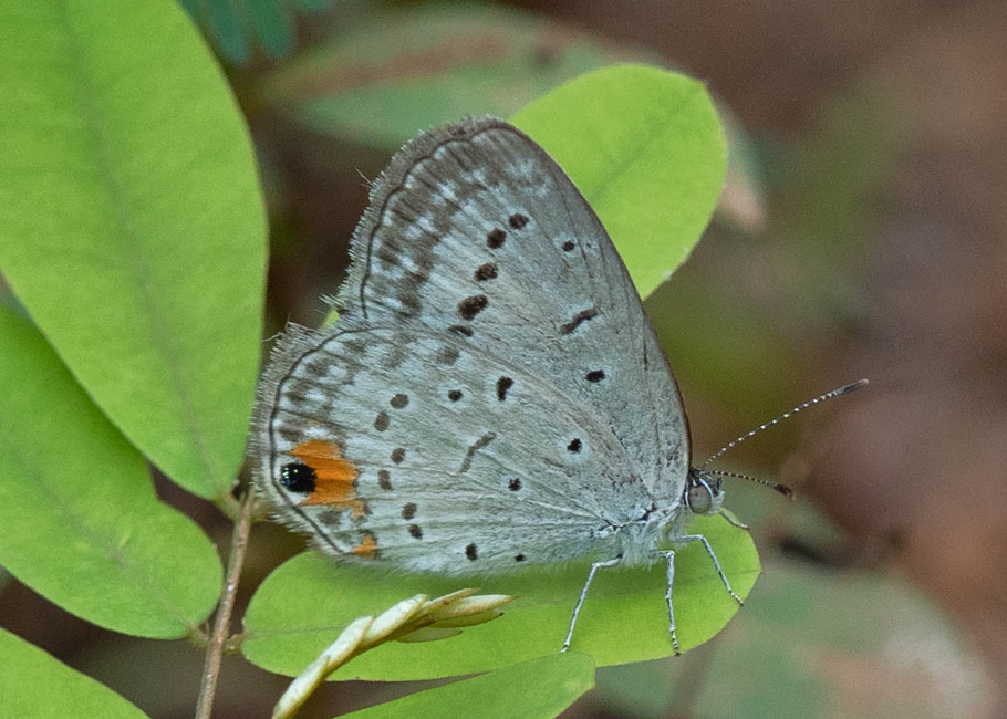 The butterfly Cupidopsis cissus photographed in Ebogo,Cameroon