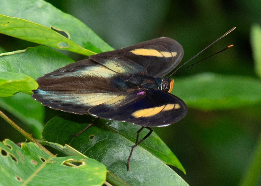 The butterfly Euphaedra permixtum photographed in Ebogo,Cameroon