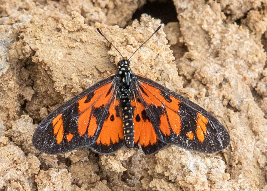 The butterfly Telchinia buschbecki photographed in Mengueme trail, Ebogo,Cameroon