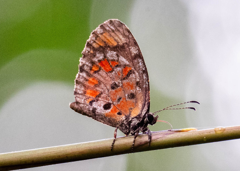 The butterfly Mimeresia libentina isabellae photographed in Mengueme trail, Ebogo,Cameroon