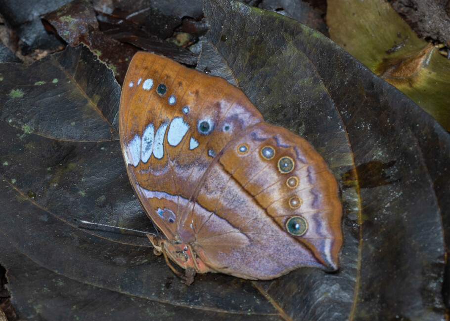The butterfly Kallimoides rumia kassaiensis photographed in Mengueme trail, Ebogo,Cameroon
