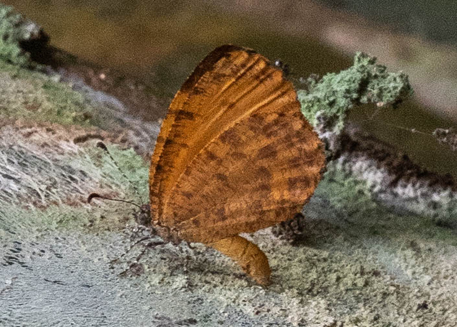 The butterfly Toxochitona gerda photographed in Ebogo,Cameroon