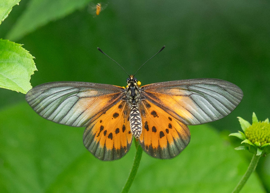 The butterfly Telchinia orestia orestia photographed in Bimbia roadside,Cameroon
