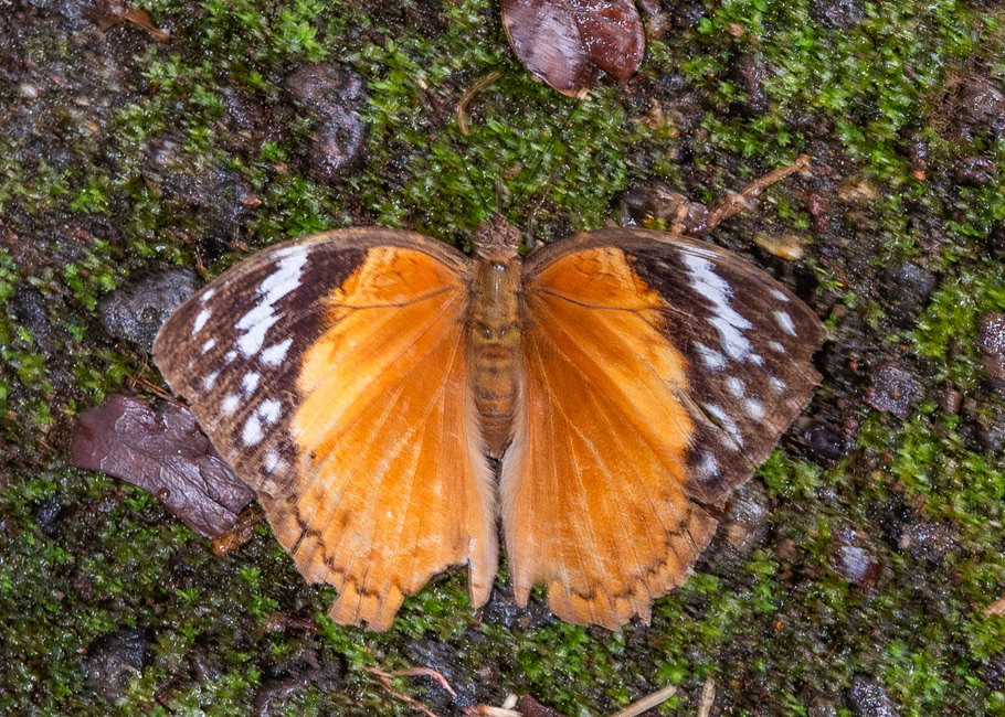 The butterfly Bebearia cocalia photographed in Limbe Botanical Garden,Cameroon