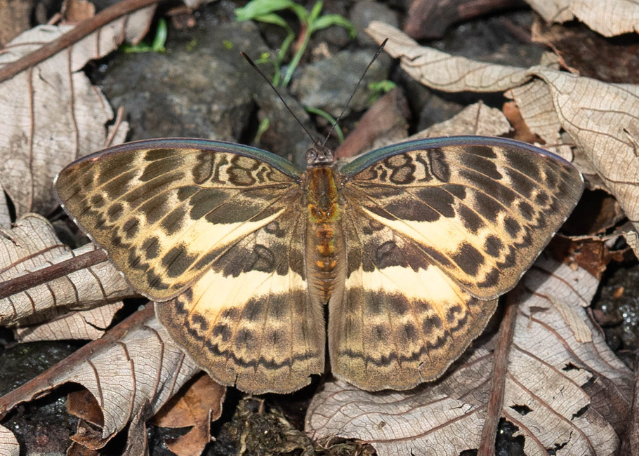 The butterfly Bebearia tentyris group photographed in Ekonjo falls,Cameroon