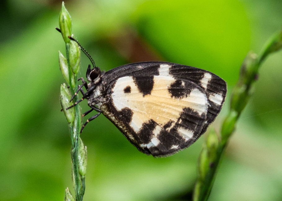 The butterfly Falcuna synesia fusca photographed in Ekonjo falls,Cameroon