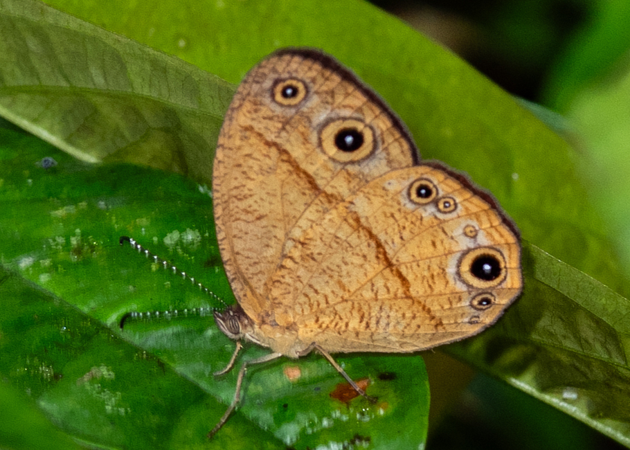 The butterfly Brakefieldia peitho photographed in Ekonjo falls,Cameroon