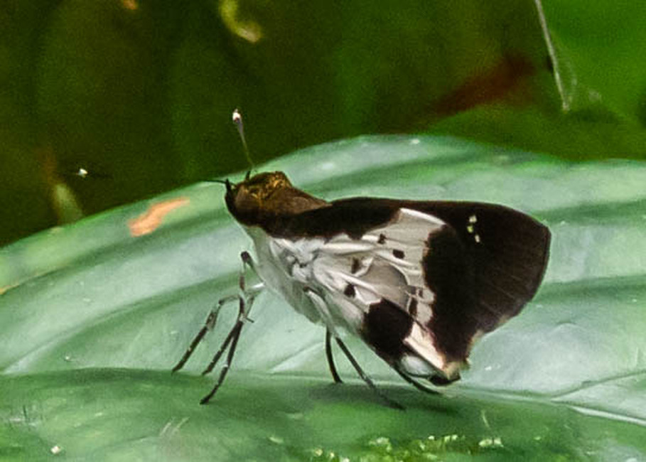 The butterfly Andronymus caesar photographed in Ekonjo falls,Cameroon