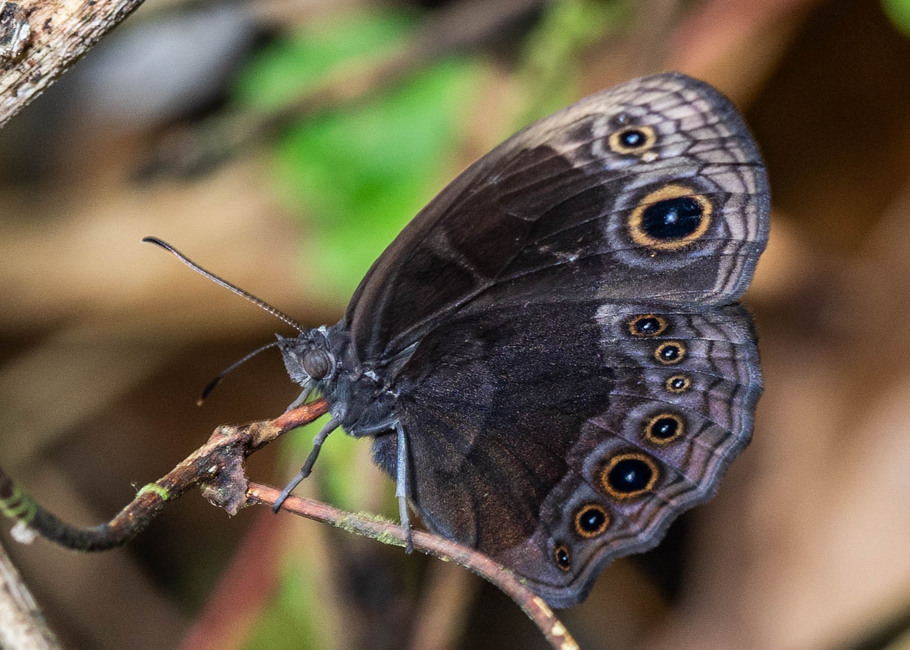 The butterfly Bicyclus photographed in Ekonjo falls,Cameroon