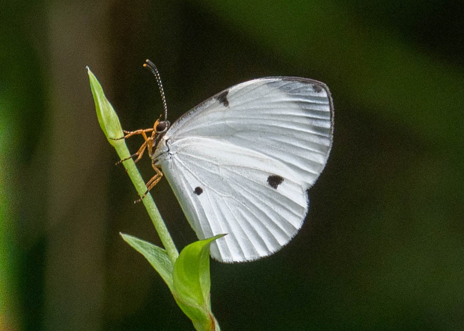The butterfly Larinopoda lircaea photographed in Ekonjo falls,Cameroon
