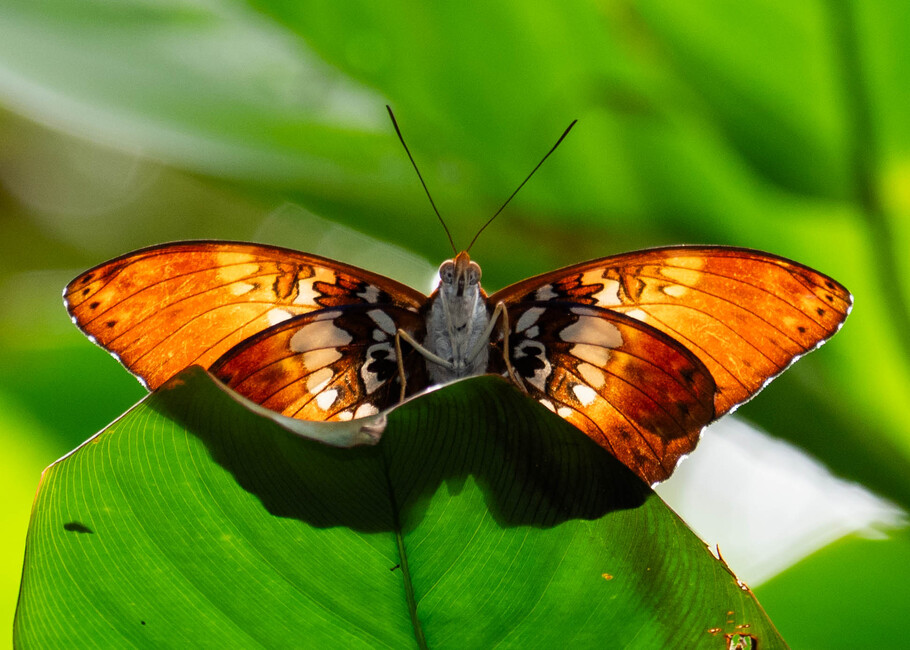 The butterfly Cymothoe beckeri photographed in Ekonjo falls,Cameroon