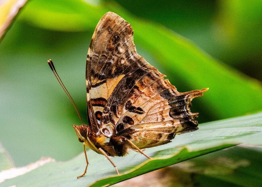 The butterfly Antanartia delius delius photographed in Ekonjo falls,Cameroon