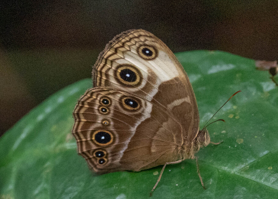 The butterfly Bicyclus xeneas photographed in Ekonjo falls,Cameroon