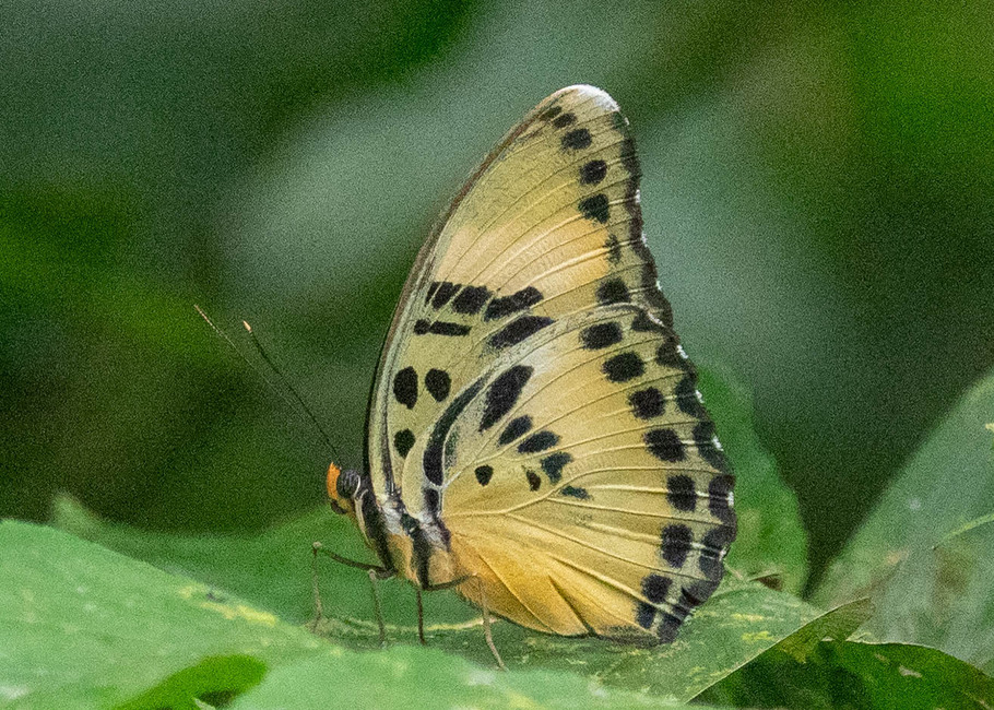 The butterfly Euphaedra ceres electra photographed in Ekonjo falls,Cameroon