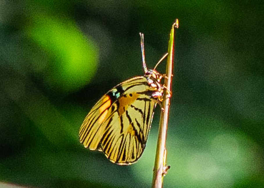 The butterfly Hewitsonia boisduvalii photographed in Parc de la Méfou,Cameroon