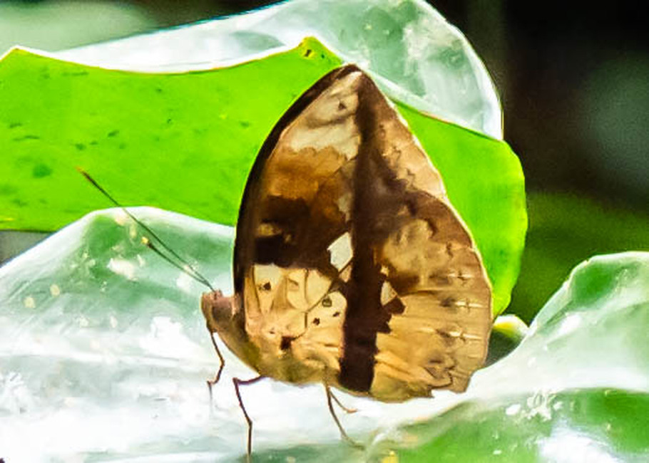 The butterfly Bebearia barce maculata photographed in Parc de la Méfou,Cameroon