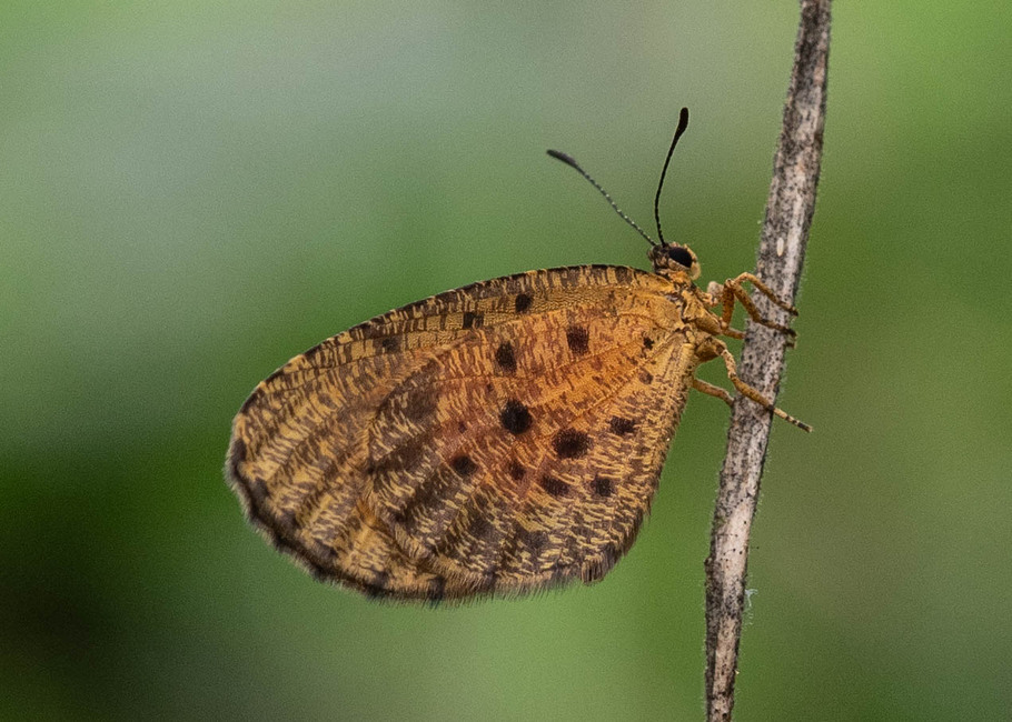 The butterfly Pentila photographed in Ekonjo falls,Cameroon