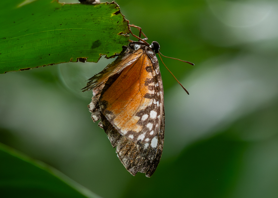 The butterfly Telipna sanguinea photographed in Mengueme trail, Ebogo,Cameroon