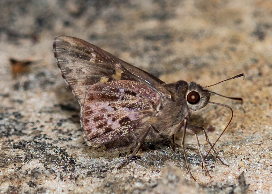 The butterfly Gretna cf. cylinda photographed in Mengueme trail, Ebogo,Cameroon