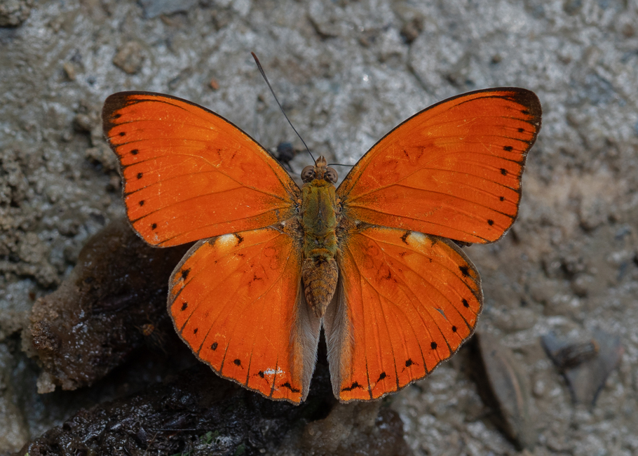 The butterfly Cymothoe coccinata photographed in Mengueme trail, Ebogo,Cameroon
