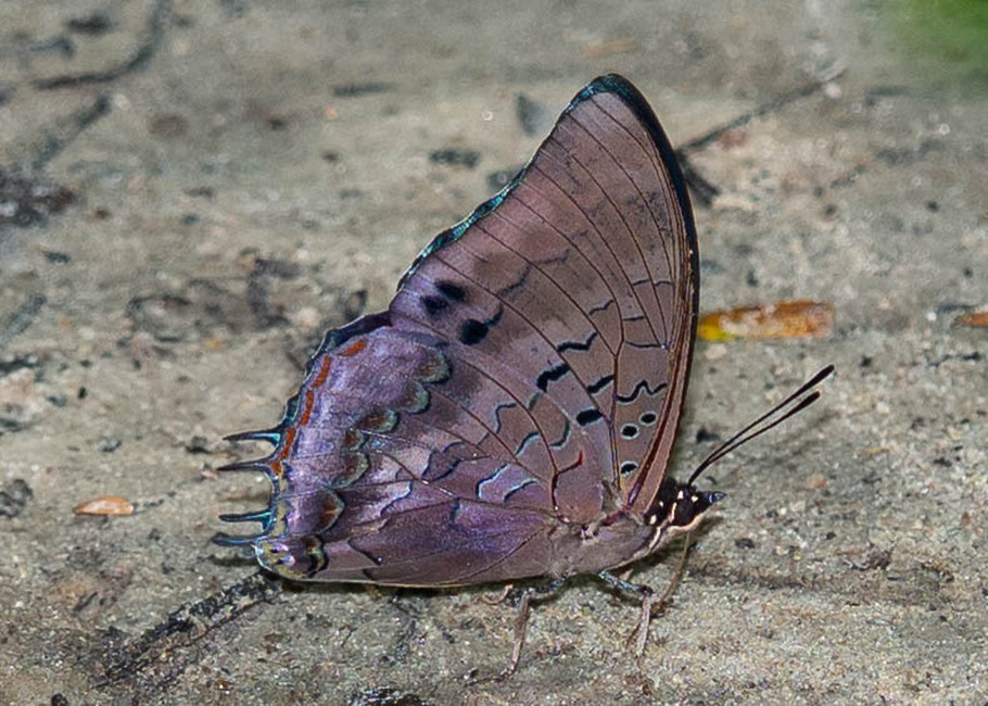 The butterfly Eriboea etheocles biinclinata photographed in Mengueme trail, Ebogo,Cameroon