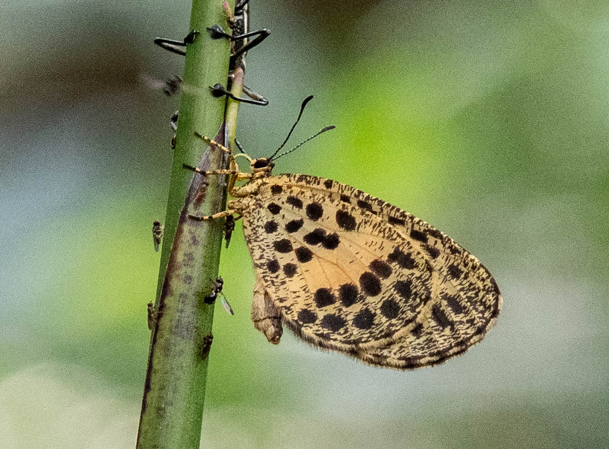 The butterfly Pentila rotha marianna photographed in Mengueme trail, Ebogo,Cameroon