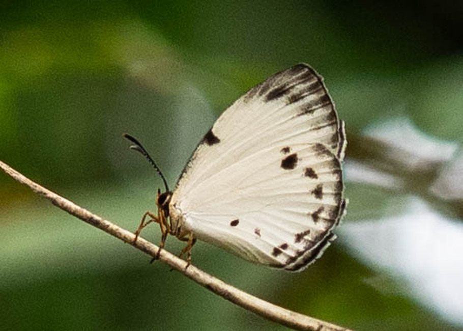 The butterfly Larinopoda photographed in Cacao Orchard, Ebogo,Cameroon