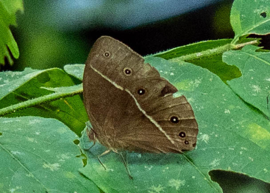 The butterfly Bicyclus medontias photographed in Cacao Orchard, Ebogo,Cameroon