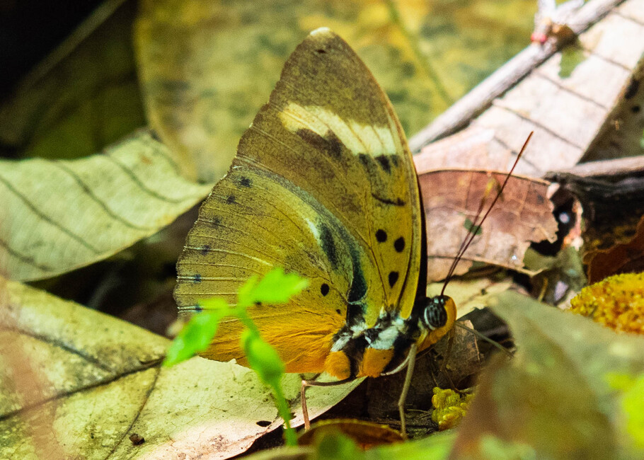 The butterfly Euphaedra cf. ravola photographed in Cacao Orchard, Ebogo,Cameroon